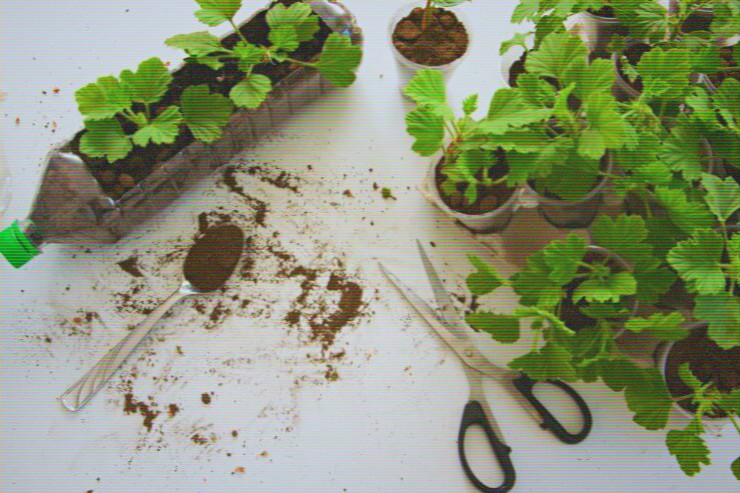 gardening_recycling_img